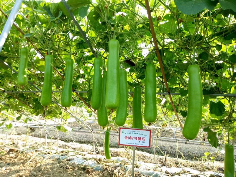 金鸿7号瓠子种子杂交一代油绿皮蒲瓜种子中长瓠子种籽质优