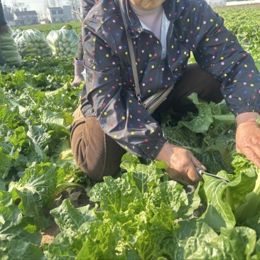 高山精品毛白菜
