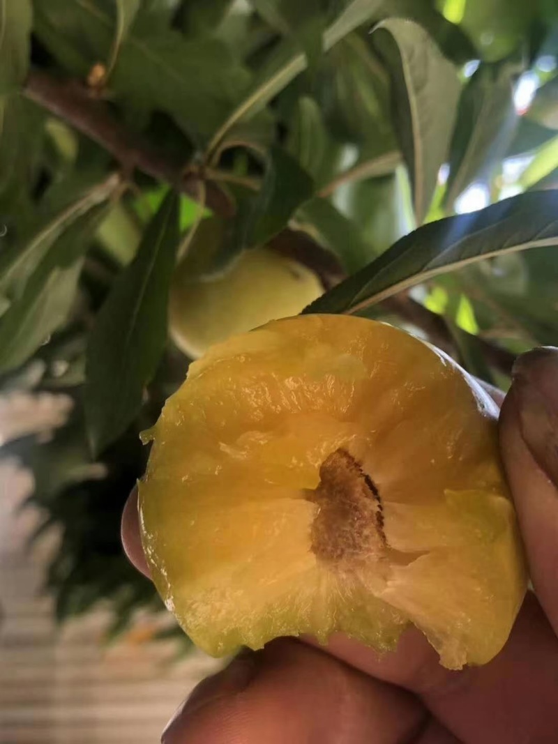 【嫁接】李子苗新品种晚熟当年种植当年挂果蜂糖李子树苗