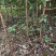 【嫁接】李子苗新品种晚熟当年种植当年挂果蜂糖李子树苗