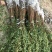 【嫁接】李子苗新品种晚熟当年种植当年挂果蜂糖李子树苗