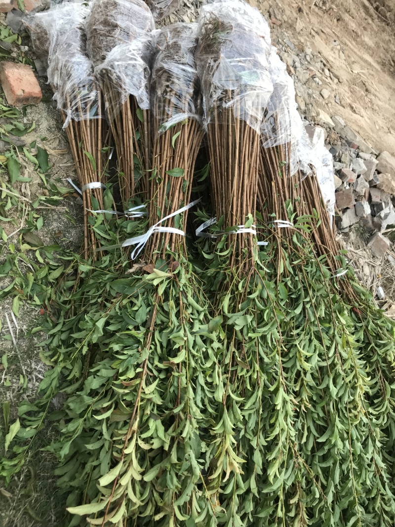 【嫁接】李子苗新品种晚熟当年种植当年挂果蜂糖李子树苗
