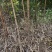 【嫁接】李子苗新品种晚熟当年种植当年挂果蜂糖李子树苗