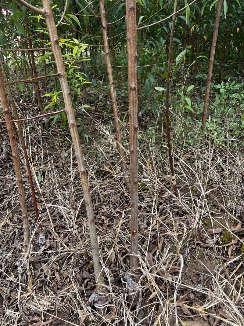【嫁接】李子苗新品种晚熟当年种植当年挂果蜂糖李子树苗