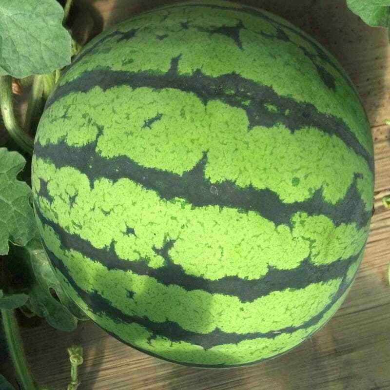 大齐花黄蜜早熟黄瓤西瓜种子质细脆花皮黄壤西瓜种籽