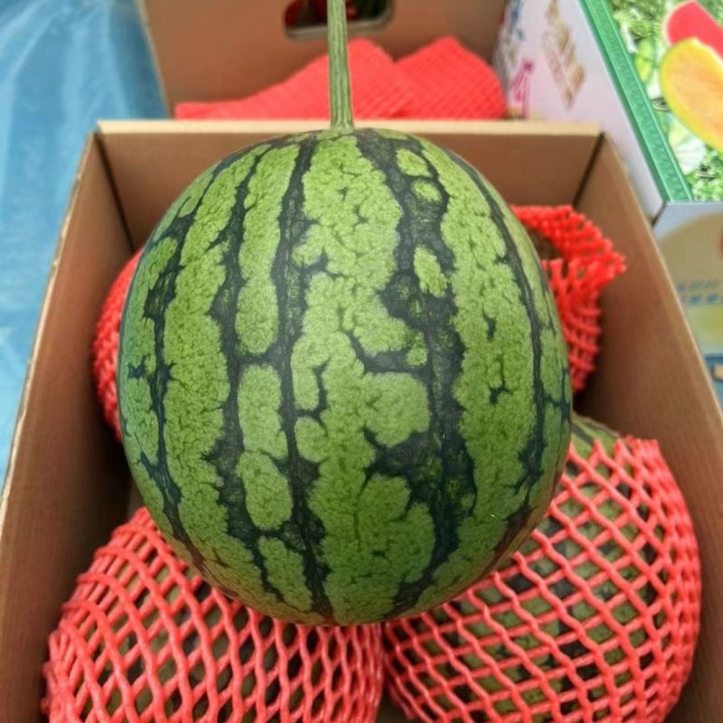 大齐花黄蜜早熟黄瓤西瓜种子质细脆花皮黄壤西瓜种籽