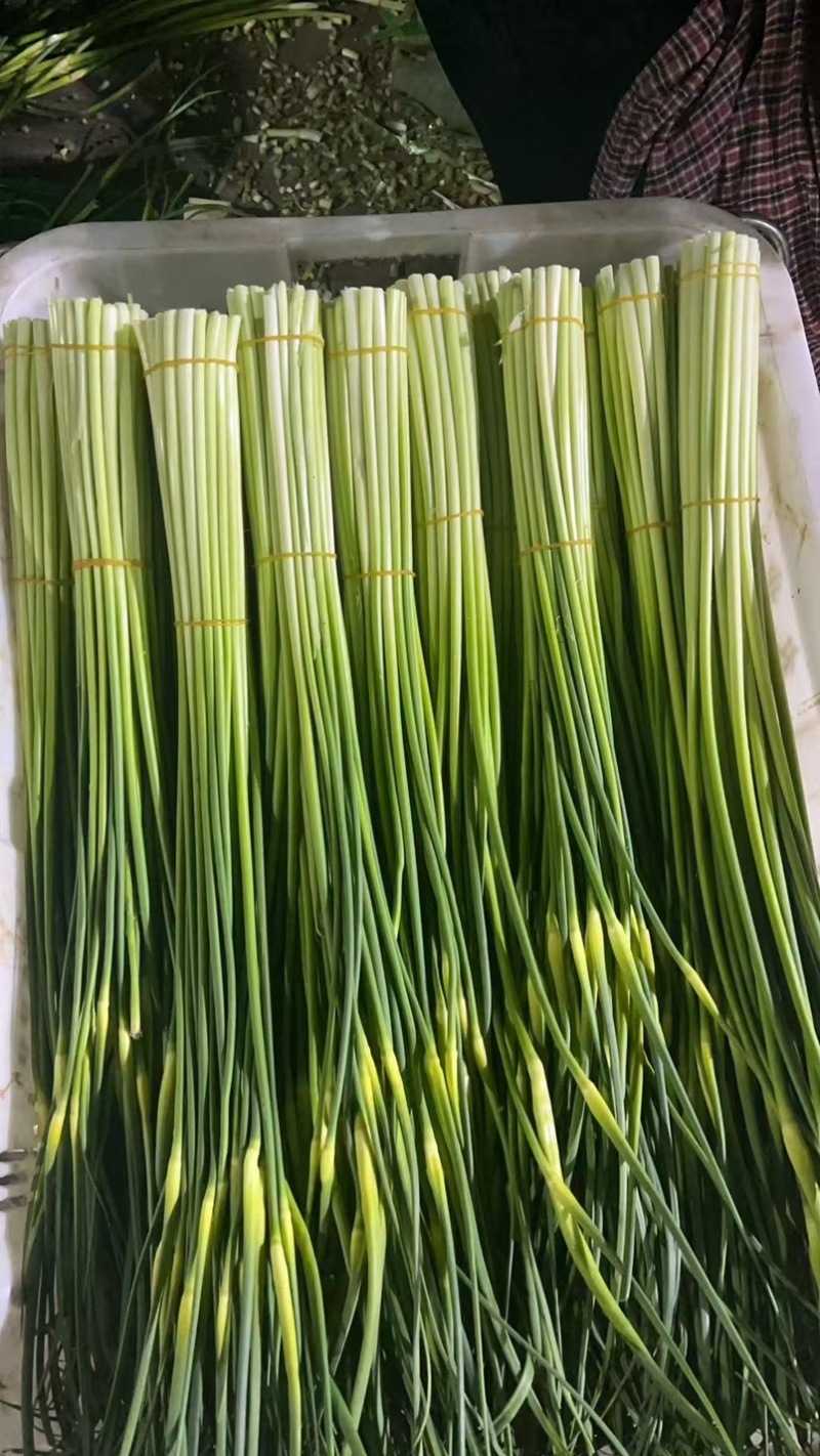 曲靖本地白冒蒜薹上市中，欢迎选购