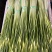 曲靖本地白冒蒜薹上市中，欢迎选购