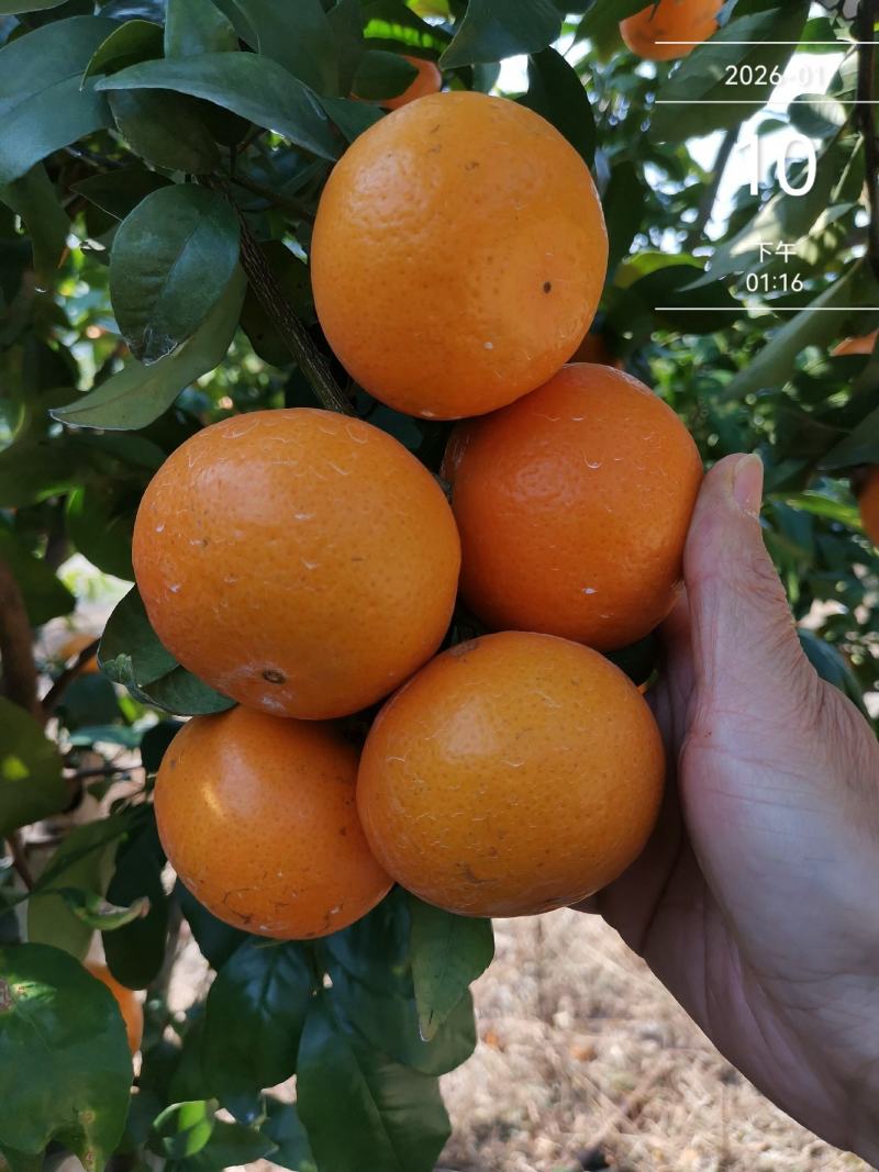 沃柑广西南宁上林一手货源大量批发供应全国整车代发