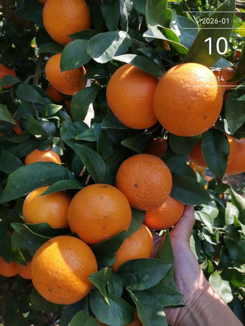 沃柑广西南宁上林一手货源大量批发供应全国整车代发