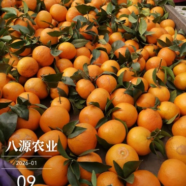 沃柑广西南宁上林一手货源大量批发供应全国整车代发