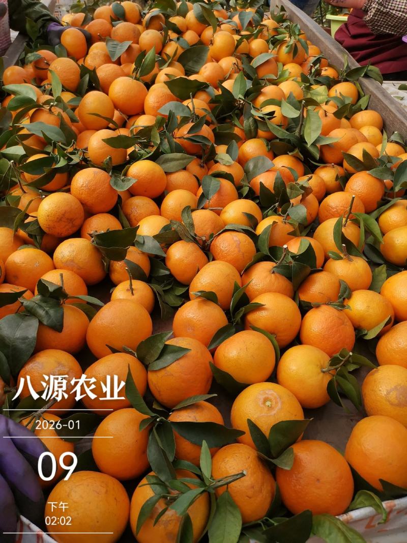 沃柑广西南宁上林一手货源大量批发供应全国整车代发