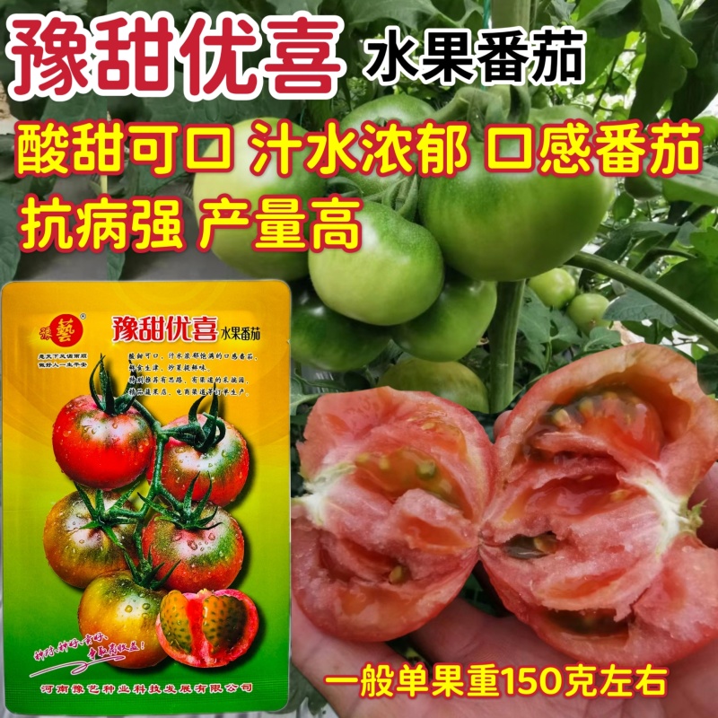 豫甜优喜水果番茄种子中果形酸甜可口绿籽番茄绿肩草莓西红柿
