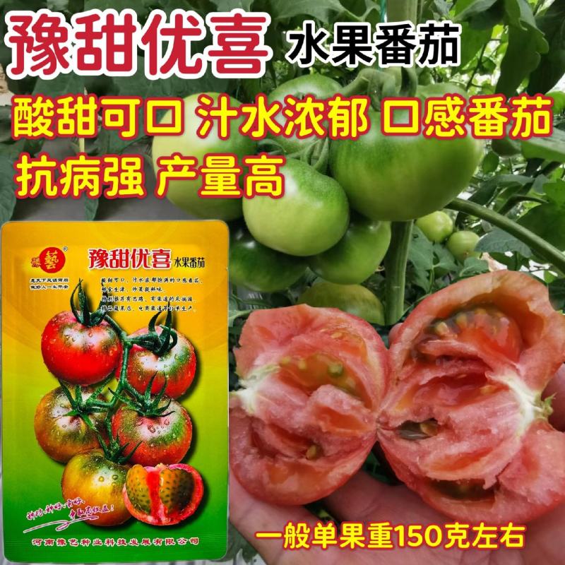 豫甜优喜水果番茄种子中果酸甜可口早熟粉果绿肩口感西红柿种