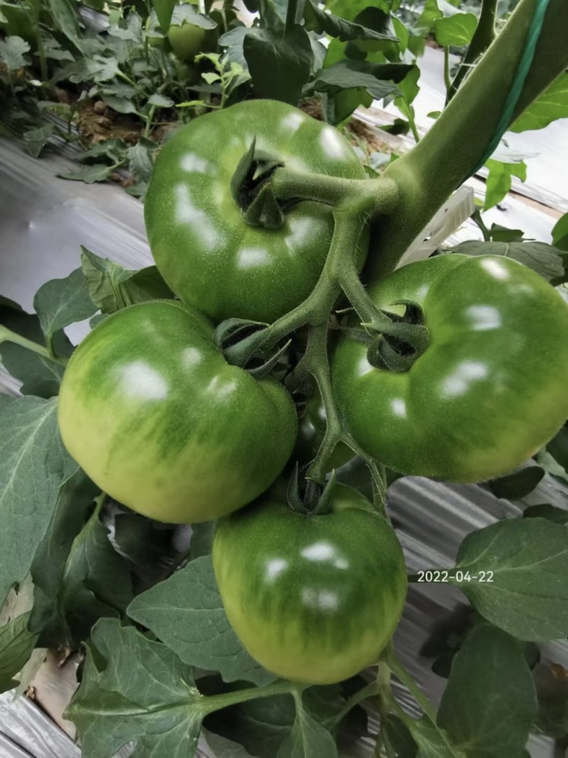 豫甜优喜水果番茄种子中果酸甜可口早熟粉果绿肩口感西红柿种