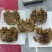 生冻帝王蟹（蓝红）