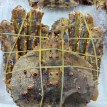 生冻帝王蟹（蓝红）