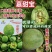 丰信恒甜瓜种子绿皮绿肉甜脆嘉甜宝绿宝甜瓜种子抗裂高糖露地