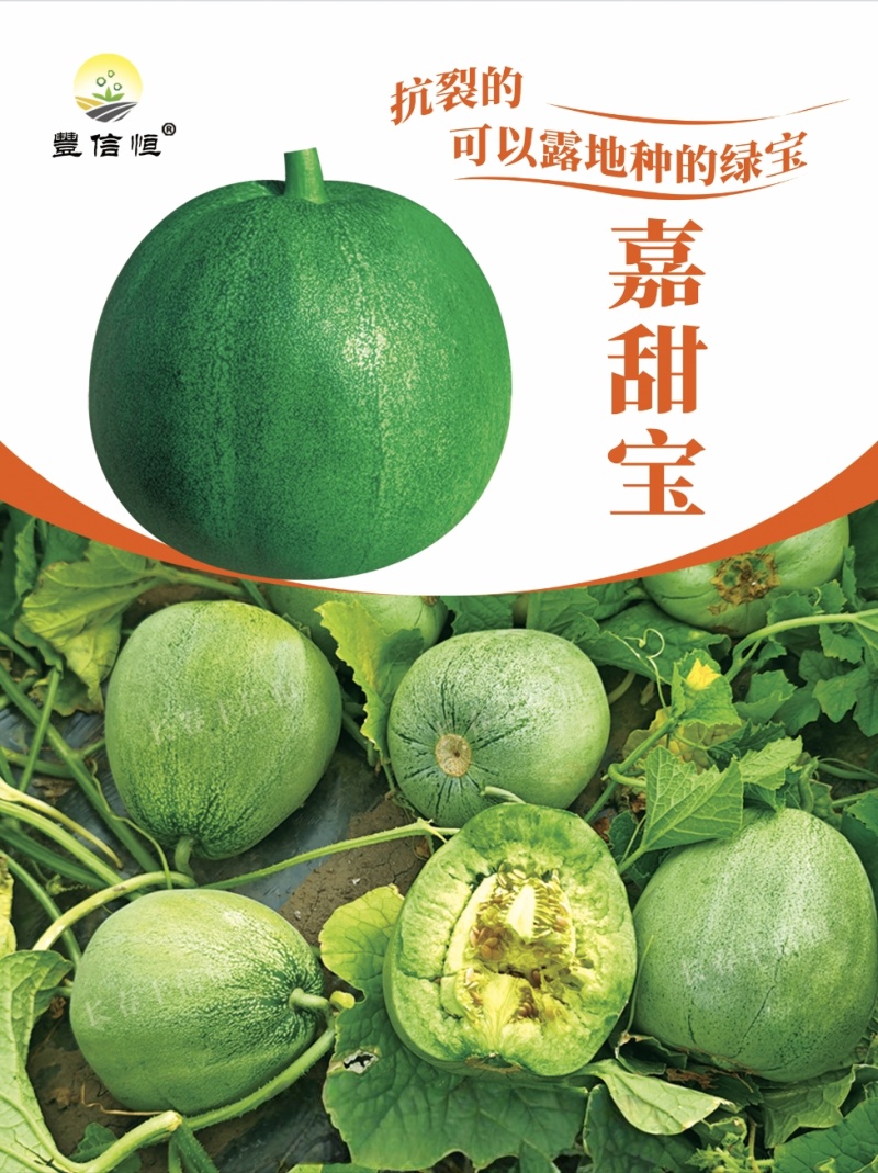 丰信恒甜瓜种子绿皮绿肉甜脆嘉甜宝绿宝甜瓜种子抗裂高糖露地