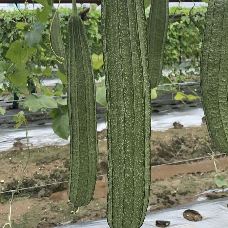 花海2号大肉花点丝瓜种子甜脆厚肉大果高产抗病商品性佳
