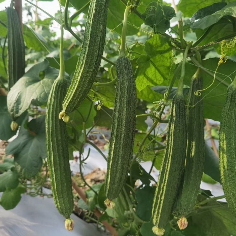 花海2号大肉花点丝瓜种子甜脆厚肉大果高产抗病商品性佳