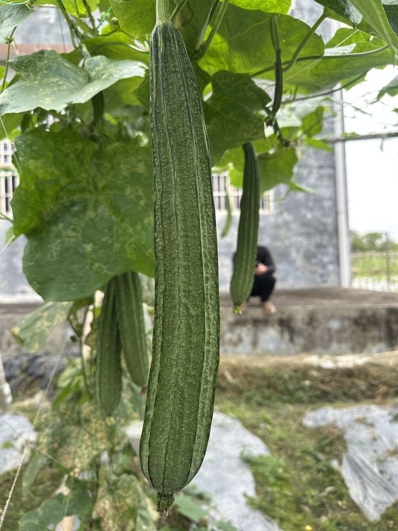 花海2号大肉花点丝瓜种子甜脆厚肉大果高产抗病商品性佳
