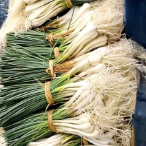 荞头荞苗