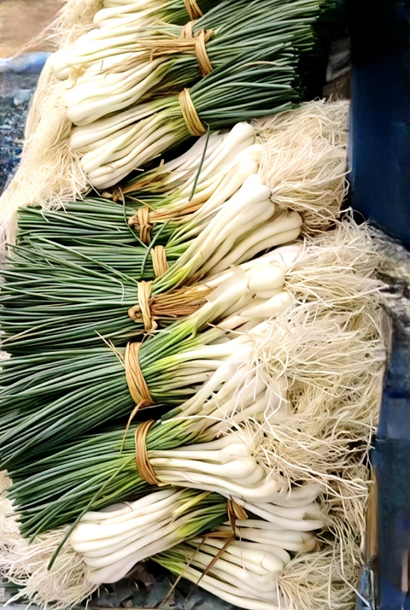 荞头荞苗