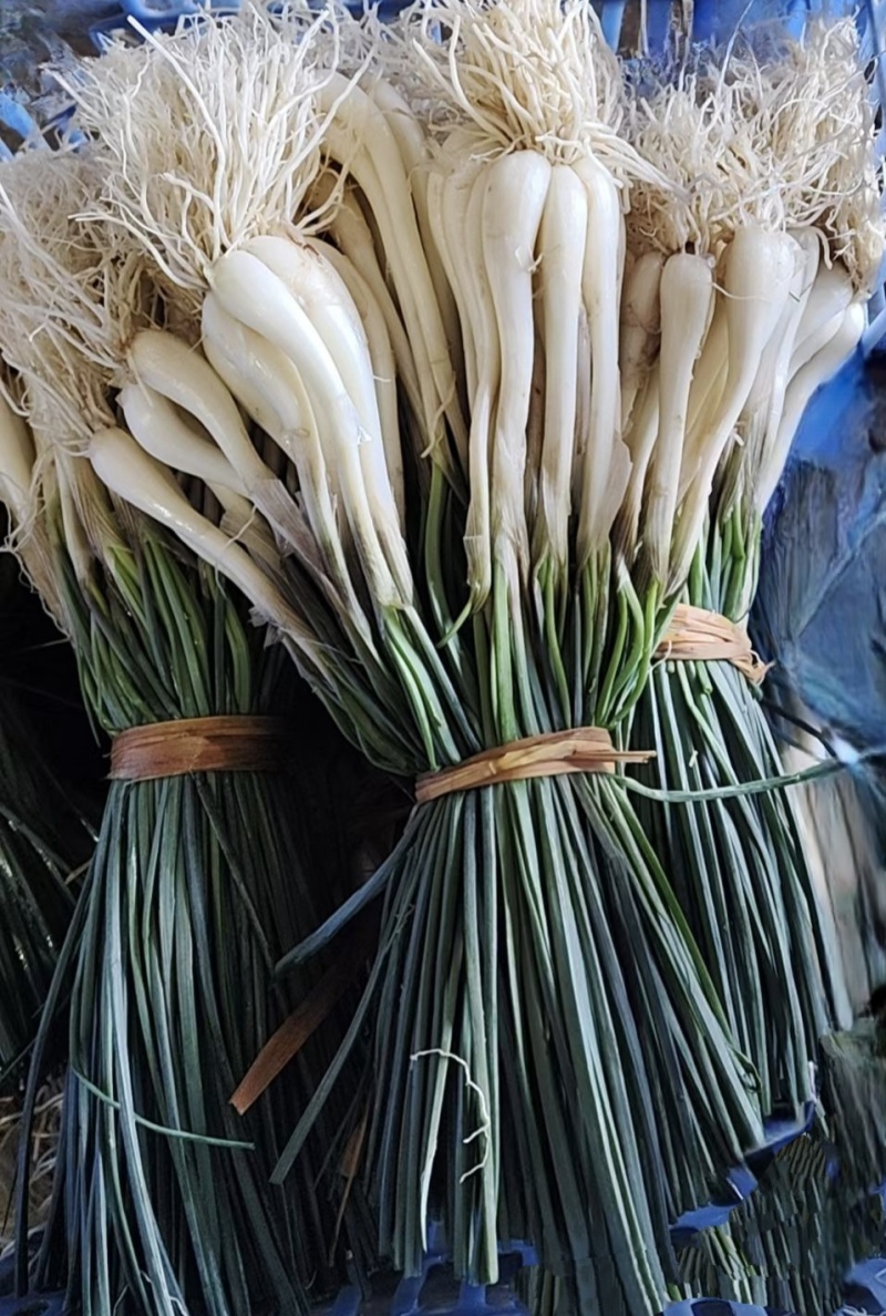 荞头荞苗