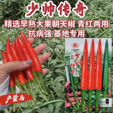 富乔少帅传奇朝天椒种子泰国早熟青红两用大果红色朝天椒种籽