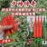 富乔少帅传奇朝天椒种子泰国早熟青红两用大果红色朝天椒种籽