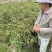富乔少帅传奇朝天椒种子泰国早熟青红两用大果红色朝天椒种籽