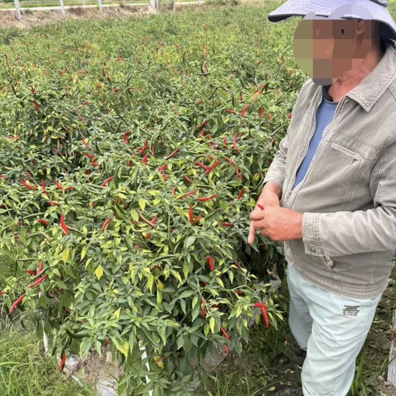 富乔少帅传奇朝天椒种子泰国早熟青红两用大果红色朝天椒种籽