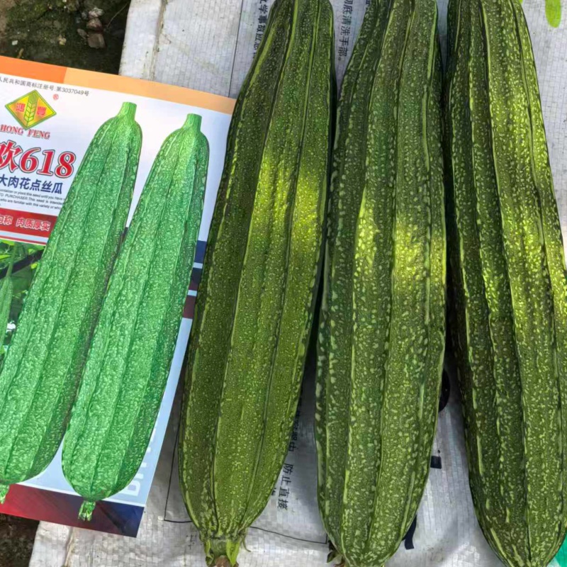 广欢618大肉花点丝瓜种子亮绿厚肉大果高产抗病商品性
