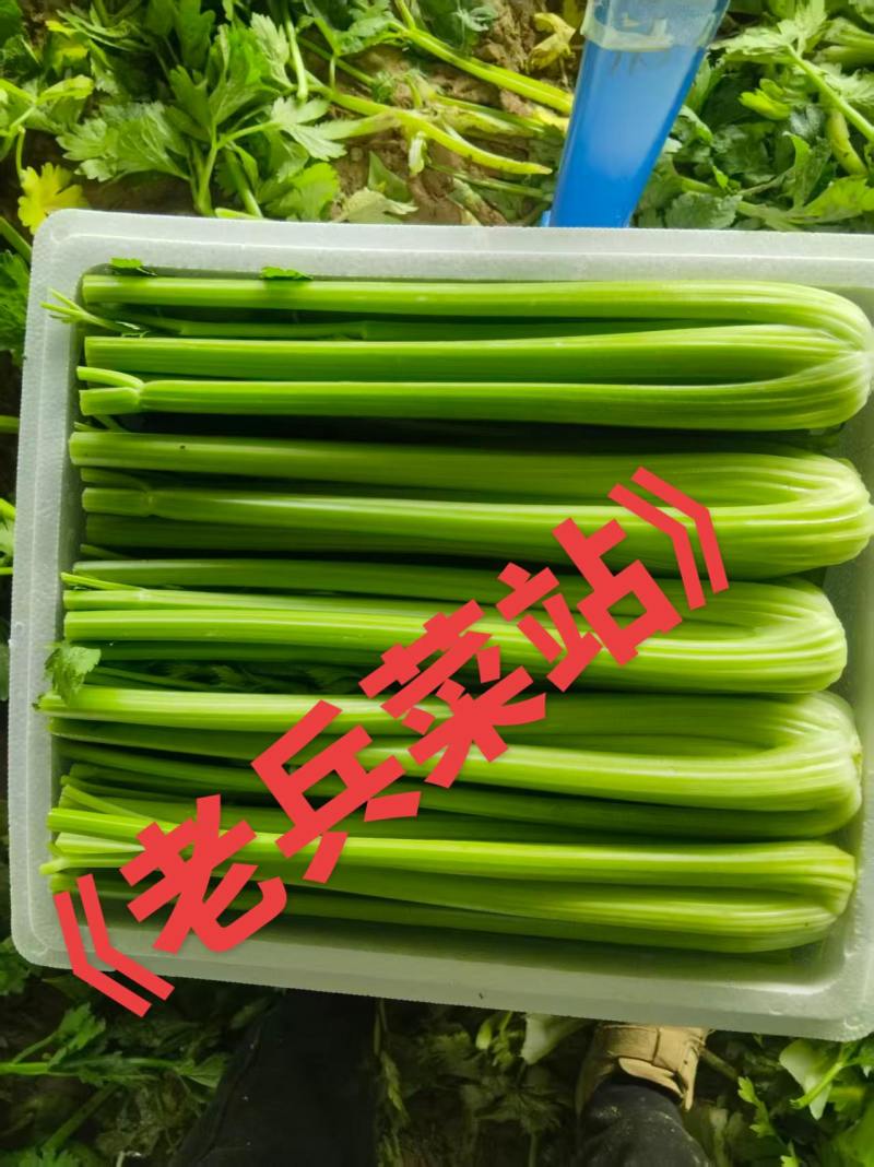精品西芹产地直发价格优惠欢迎来电洽谈价更优