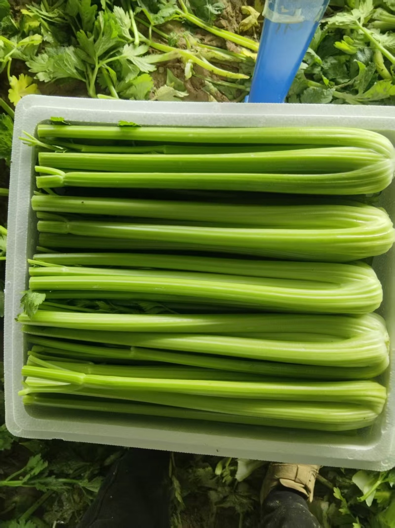 精品西芹产地直发价格优惠欢迎来电洽谈价更优