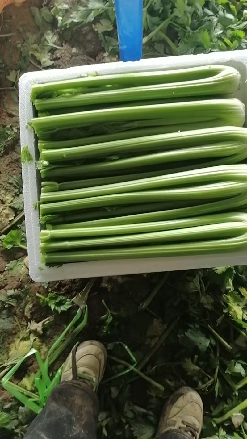 精品西芹产地直发价格优惠欢迎来电洽谈价更优