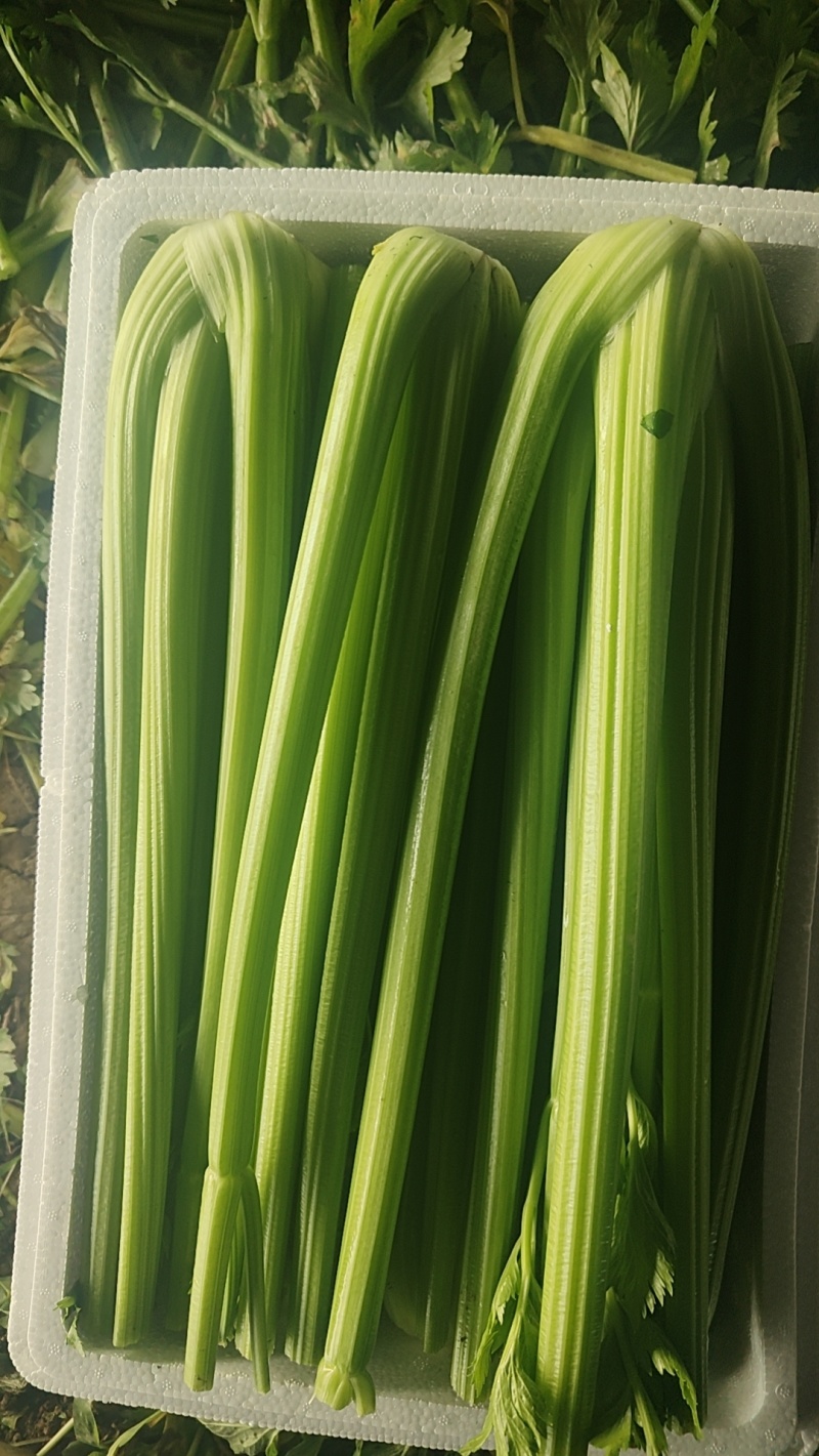 精品西芹产地直发价格优惠欢迎来电洽谈价更优