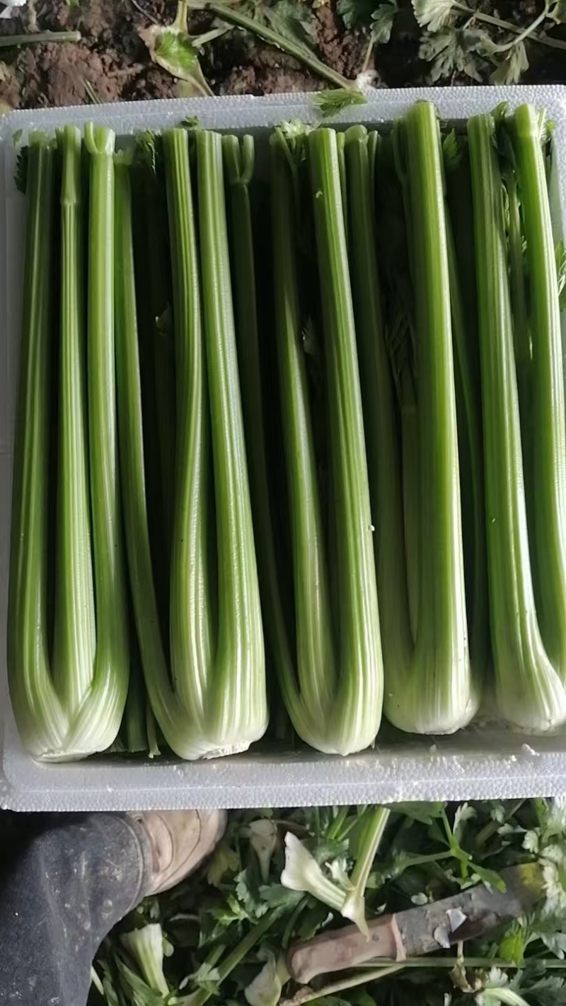 精品西芹产地直发价格优惠欢迎来电洽谈价更优