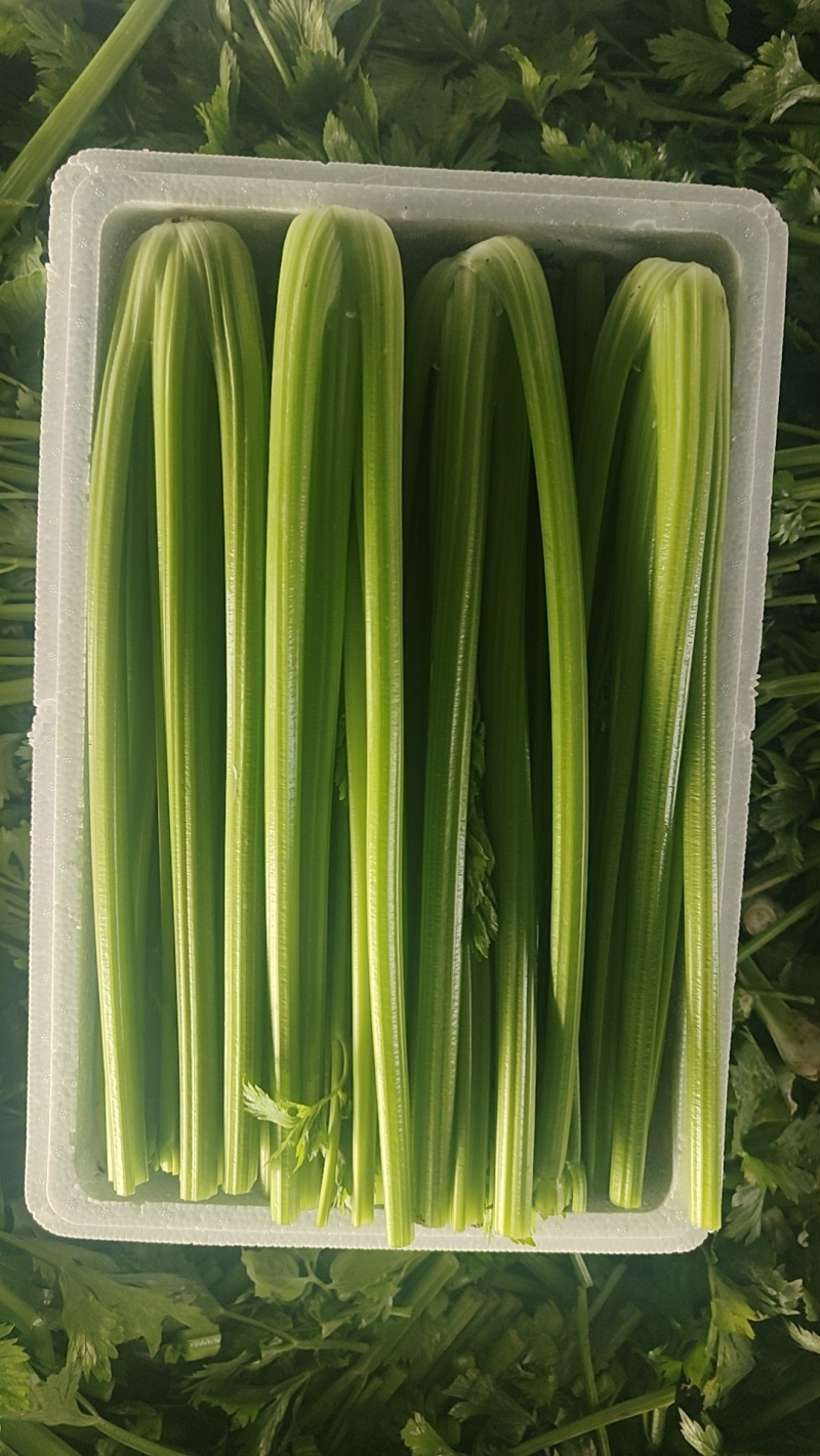 精品西芹产地直发价格优惠欢迎来电洽谈价更优