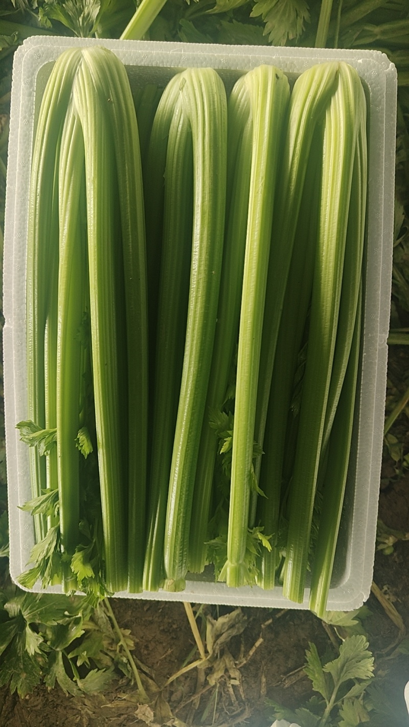 精品西芹产地直发价格优惠欢迎来电洽谈价更优