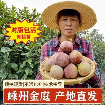 正宗嵊州桃形李苗嫁接红心李子果树南方种植当年结果对版包活