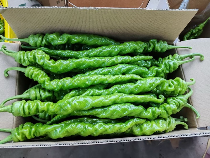 螺丝椒，小陇椒