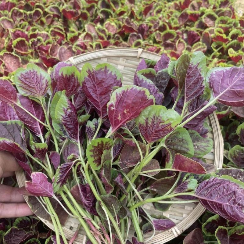 大叶金边红苋菜种子春秋季红圆叶汉菜四季蔬菜贵妃红苋菜