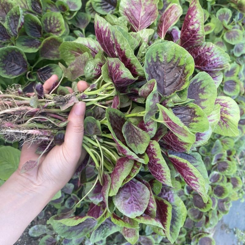 大叶金边红苋菜种子春秋季红圆叶汉菜四季蔬菜贵妃红苋菜