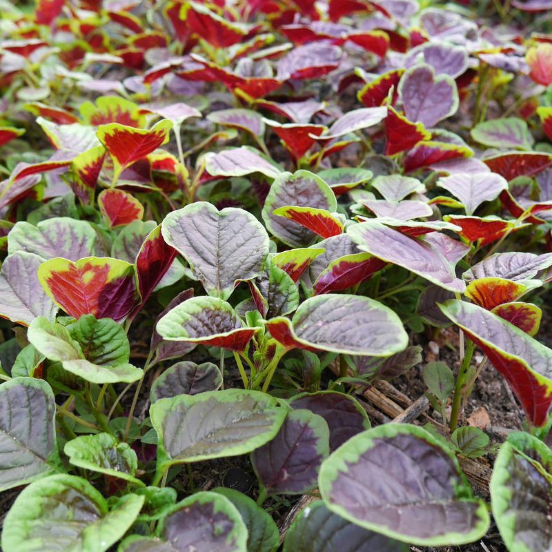 大叶金边红苋菜种子春秋季红圆叶汉菜四季蔬菜贵妃红苋菜