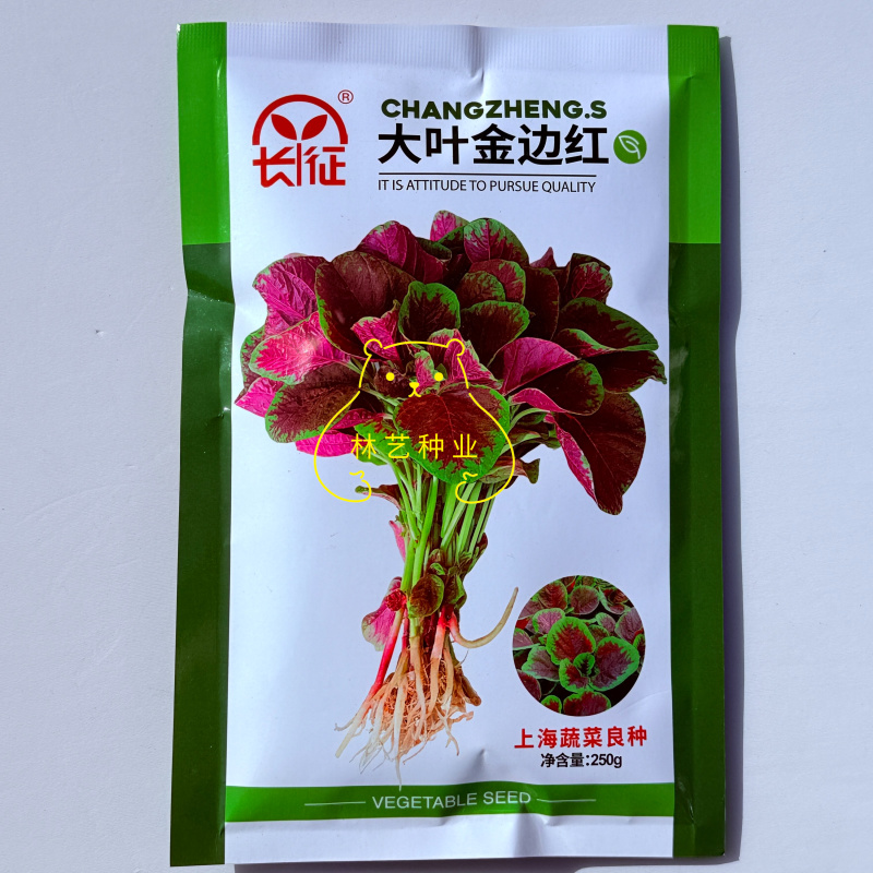 大叶金边红苋菜种子春秋季红圆叶汉菜四季蔬菜贵妃红苋菜