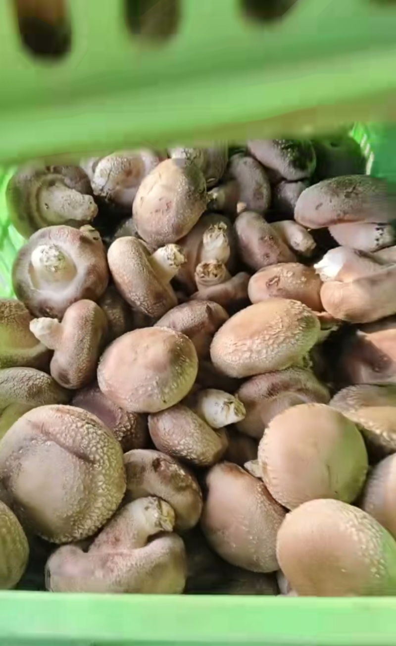 香菇