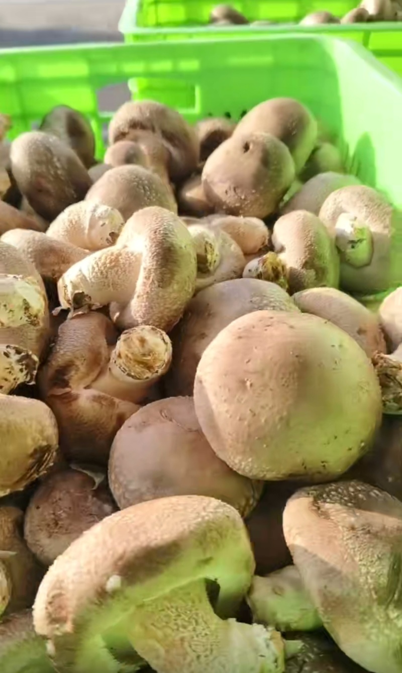 香菇
