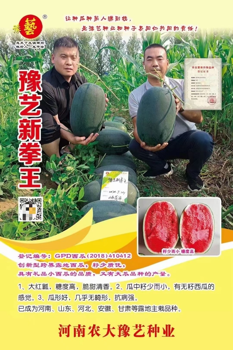 豫艺新拳王西瓜种子正品超甜大红瓤黑绿皮西瓜种籽糖度高少籽